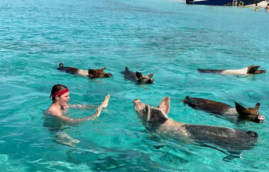 Famous Pink Sand and Pig Experience with Snorkeling