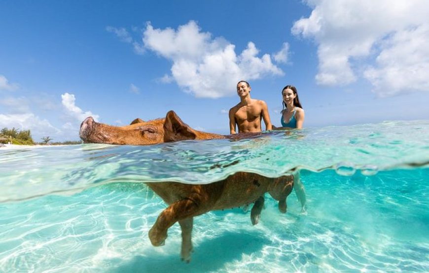 Rose Island: Sandy Toes Original Swimming Pigs and Snorkeling