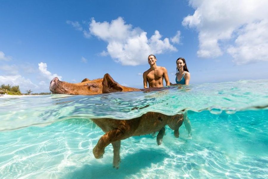 Rose Island: Sandy Toes Original Swimming Pigs and Snorkeling