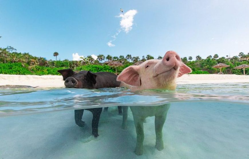 Rose Island: Sandy Toes Original Swimming Pigs and Snorkeling