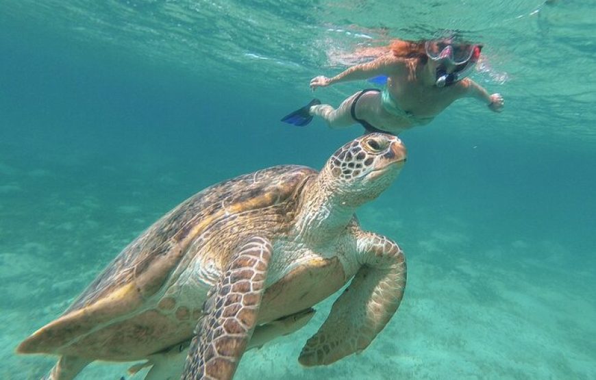 Half-Day at Green Cay Bahamas Snorkeling with Turtles