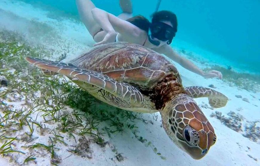 Half-Day at Green Cay Bahamas Snorkeling with Turtles