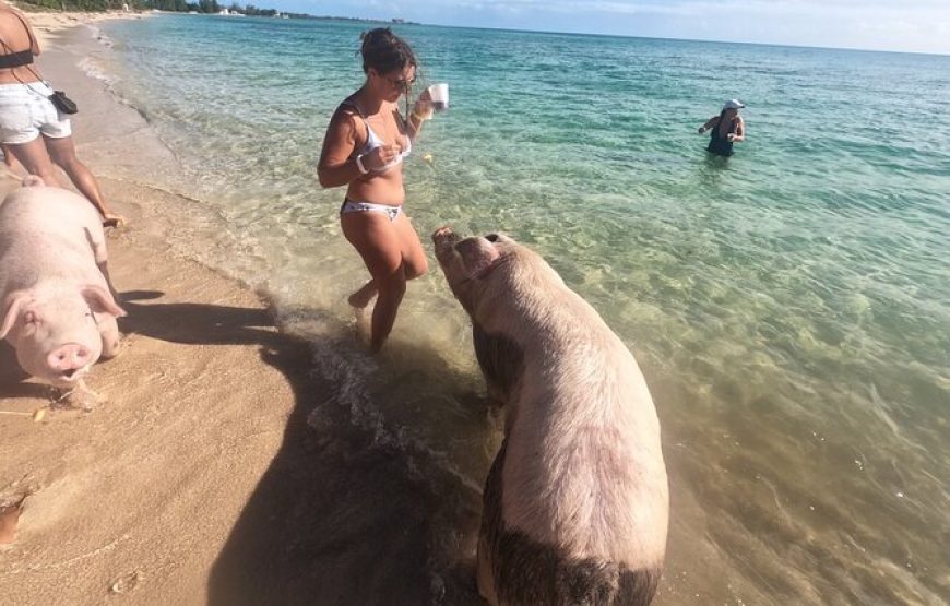 Ultimate SeaXscape: Swim with Pigs/Turtle/Snorkel/Lunch, PU & D/O