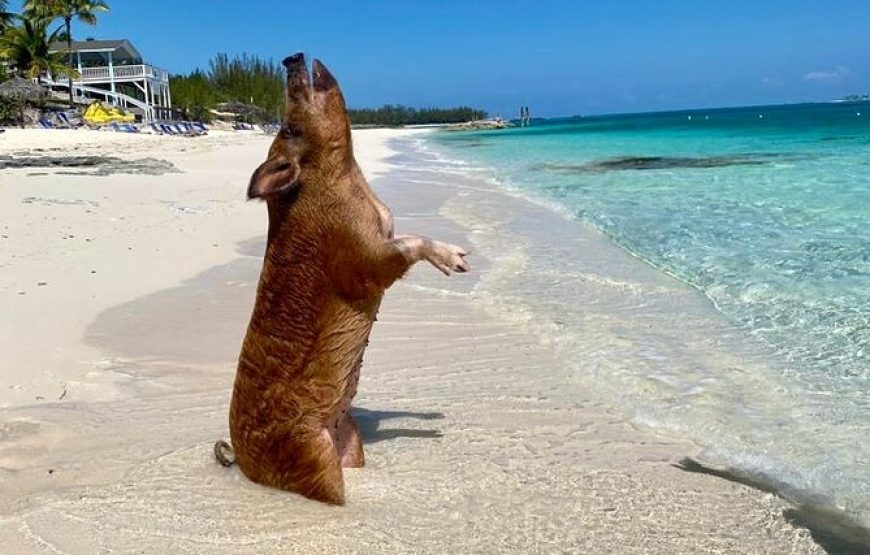 Rose Island: Sandy Toes Original Swimming Pigs and Snorkeling