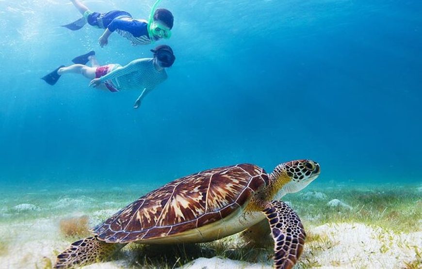 Half-Day at Green Cay Bahamas Snorkeling with Turtles