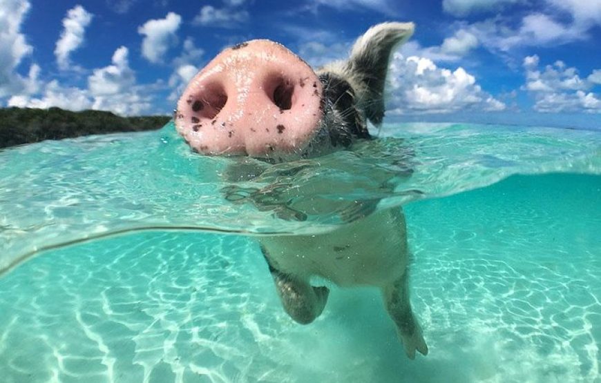 Exuma Day Away – Original Swimming Pigs Excursion