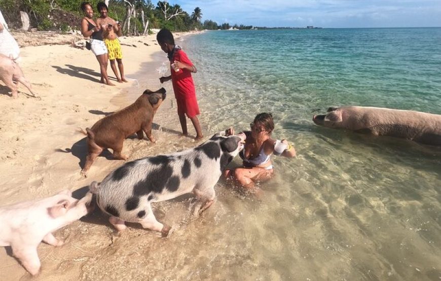 Ultimate SeaXscape: Swim with Pigs/Turtle/Snorkel/Lunch, PU & D/O