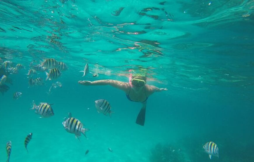 Full-Day Eleuthera Adventure Swimming Pigs & Turtles from Nassau