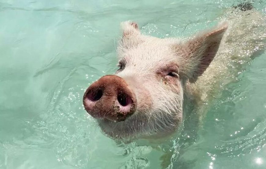 Experience The Exumas and the World Famous Swimming Pigs