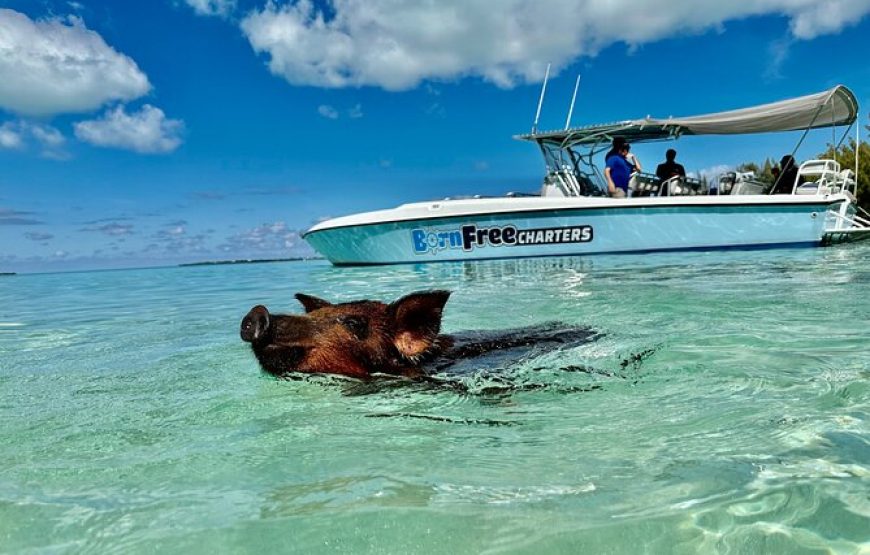 Full-Day Eleuthera Adventure Swimming Pigs & Turtles from Nassau