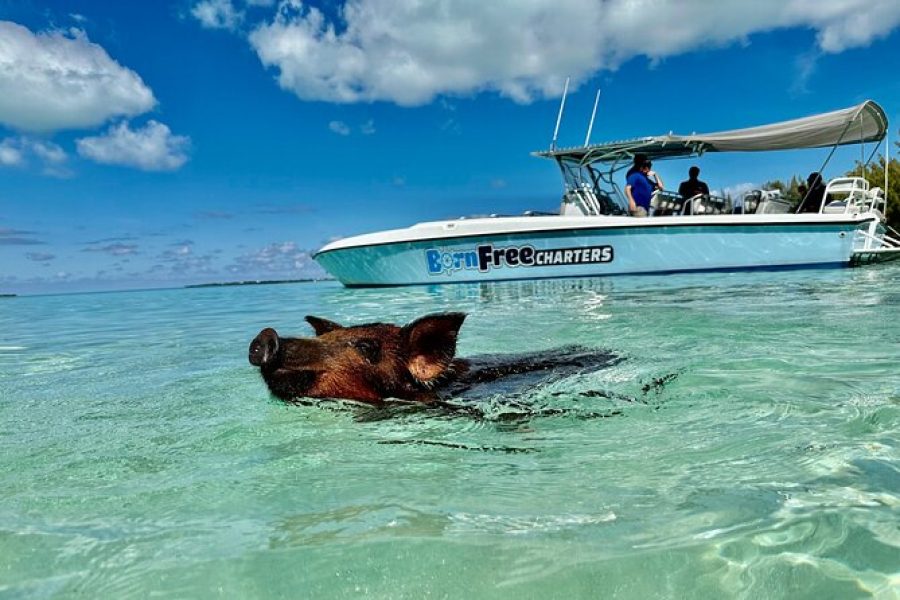 Full-Day Eleuthera Adventure Swimming Pigs & Turtles from Nassau