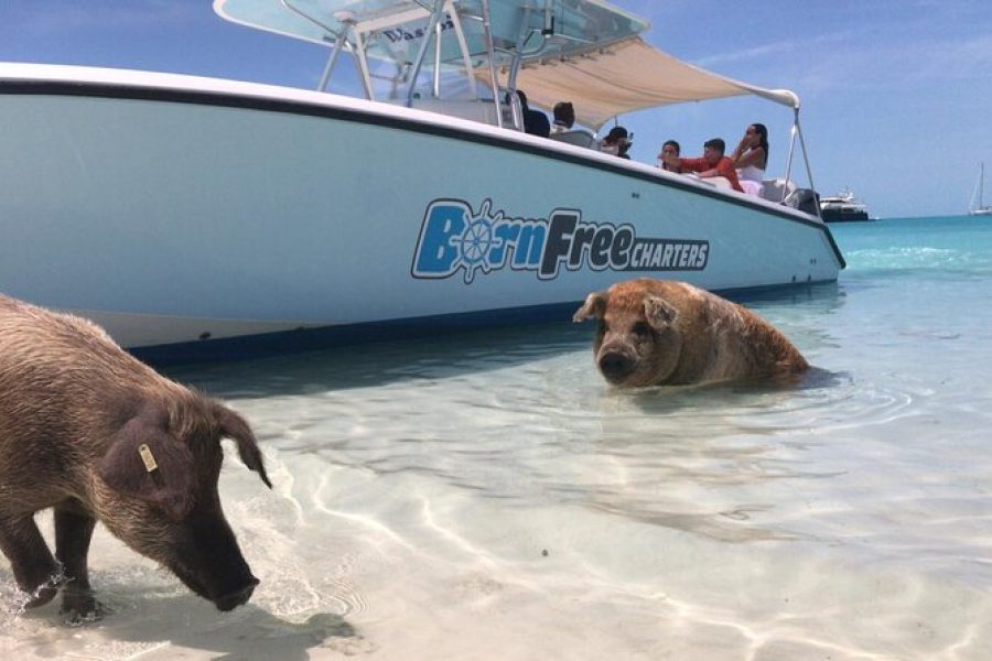 Exuma Island Hopping & Swimming Pigs Tour with Lunch from Nassau